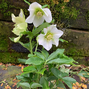 325194269_helleborus_unique_no