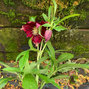 3254269_helleborus_unique_no