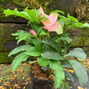 325204269_helleborus_unique_no