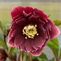 325234269_helleborus_unique_no_2