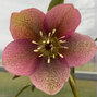 325254269_helleborus_unique_no_2