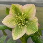 325274269_helleborus_unique_no_2