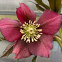 325314269_helleborus_unique_no_2