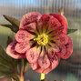 325394269_helleborus_unique_no_2