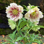 32534269_helleborus_unique_no_2