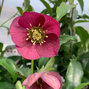 9256004_helleborus_unique_no