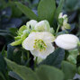 9256008_helleborus_unique_no