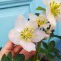 9256008_helleborus_unique_no_3