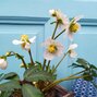 9256008_helleborus_unique_no_4