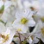 9256008_helleborus_unique_no_6