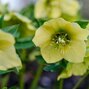 9250809_helleborus_yellow_king_2l_01