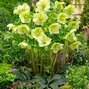 9250809_helleborus_yellow_king_2l_02