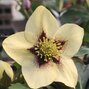 1201935_helleborus_yellow_red_eye_03