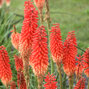 8213012_kniphofia_echo_rojo_04