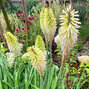 7251079_kniphofia_ice_queen_02