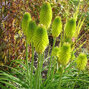 07200639_kniphofia_limelight_01