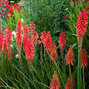 4251474_kniphofia_nancy_red_01