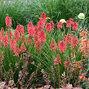 5240201_kniphofia_poco_red_01