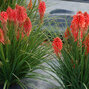 5240201_kniphofia_poco_red_02