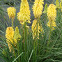 7210203_kniphofia_poco_yellow_01