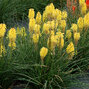 7210203_kniphofia_poco_yellow_02