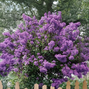 7254746_lagerstroemia_petite_orchidee_01