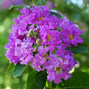 7254746_lagerstroemia_petite_orchidee_02