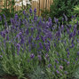 5233888_lavandula_ellegance_purple_01