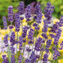 5233888_lavandula_ellegance_purple_02