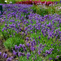 4212791_lavandula_essence_purple_02