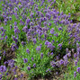 4212791_lavandula_essence_purple_03
