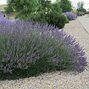 2231960_lavandula_grosso_01