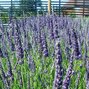 2231960_lavandula_grosso_03