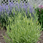 5220954_lavandula_platinum_blonde_01