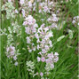 5250291_lavandula_rosea_01