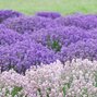 5250291_lavandula_rosea_02