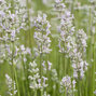 5250291_lavandula_rosea_03