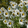 3244256_leucanthemella_serotina_01