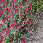 2233232_lychnis_atrosanguinea_01