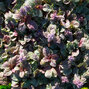 9240848_ajuga_burgundy_glow_02