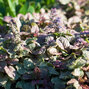 9240848_ajuga_burgundy_glow_03