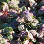 9240848_ajuga_burgundy_glow_04