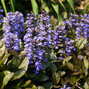 3250847_ajuga_chocolate_chip_01