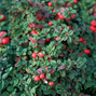 9254831_cotoneaster_streibs_findling_03