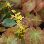 5251418_epimedium_frohnleiten_01