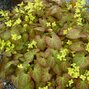 5251418_epimedium_frohnleiten_07
