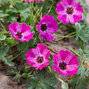 9250917_geranium_jolly_jewel_lilac_02