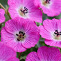 5212898_geranium_jolly_jewel_pink_01