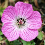 5212898_geranium_jolly_jewel_pink_02
