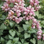 2212618_lamium_pink_pewter_01